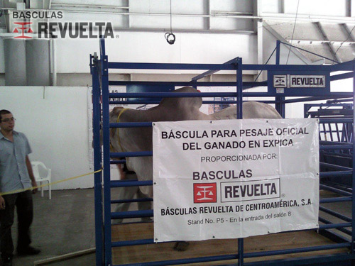 Animal pesándose en Báscula Ganadera RGI