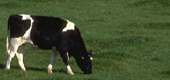 Expo Feria Agrícola