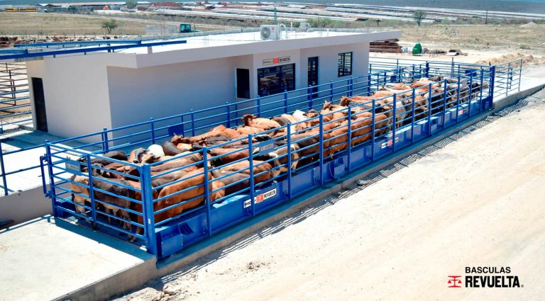 Báscula combinada para camiones y ganado
